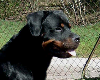 Rottweiler : l'talon allemand NINO VON DER BLEICHSTRASSE