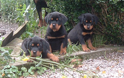 De gauche � droite : Condor, Chan & Clio