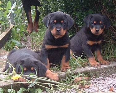 De gauche � droite : Condor, Chan & Clio
