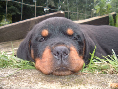 T�te de Chan (grosse fatigue...)
