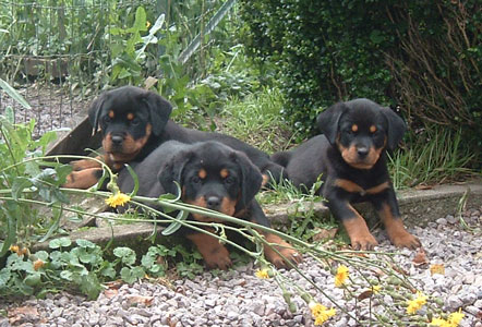 De gauche � droite : Chan, Condor & Clio