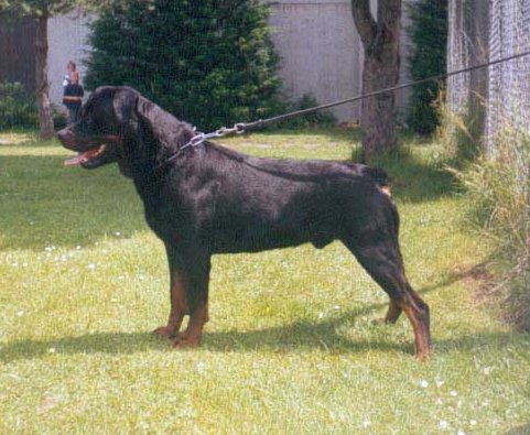 ANDRO von der lauterbrucke / www.rottweiler-france.com