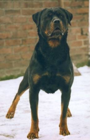 ARRI vom Hertener Wappen/ www.rottweiler-france.com