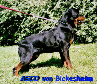 ASCO von Bickesheim / www.rottweiler-france.com