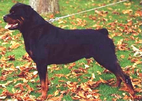 BALOU vom Silberblick / www.rottweiler-france.com