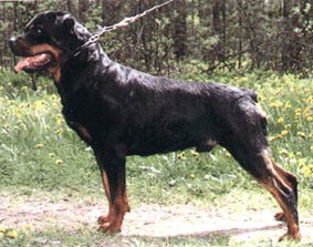 BENNO von der Schwarzen Heide