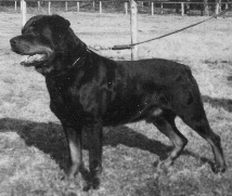 Dack von der Meierei / www.rottweiler-france.com