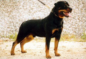 EYCK von Tengen / www.rottweiler-france.com