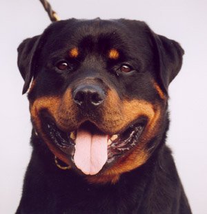 EYCK von Tengen / www.rottweiler-france.com