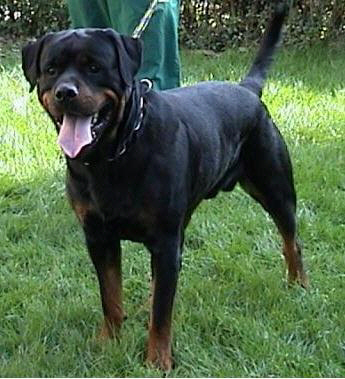 ENZO von Bickesheim / www.rottweiler-france.com