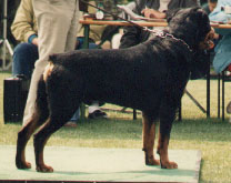 KAI vom Wildberger Schloss / www.rottweiler-france.com