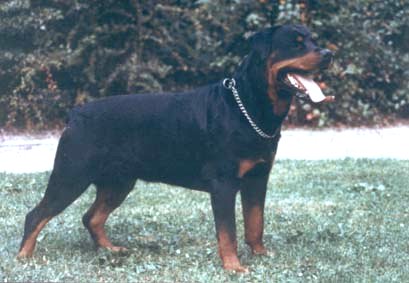 LEROY von der Nedermolen / www.rottweiler-france.com