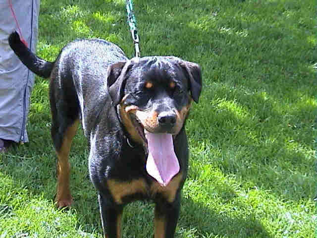 MIRA von Bickesheim / www.rottweiler-france.com