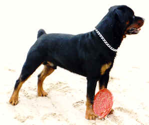 ORKAN / www.rottweiler-france.com