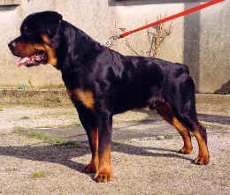 ORKAN / www.rottweiler-france.com