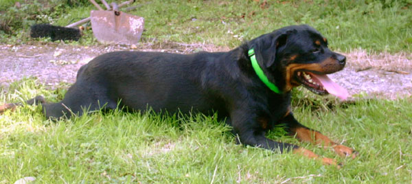 PERLE de l'Arbre des Batailles / www.rottweiler-france.com