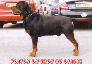 PLATON du Trou du Diable / www.rottweiler-france.com