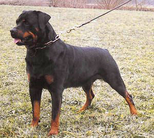 ZEUS von Burgthann / www.rottweiler-france.com