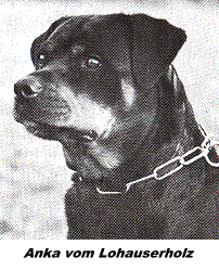 ANKA vom Lohauserholz / www.rottweiler-france.com