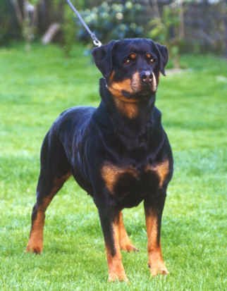 CITA vom Sittard / www.rottweiler-france.Com