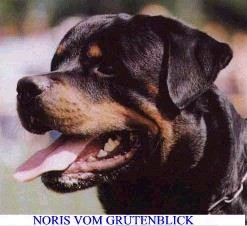 NORIS vom Grntenblick / www.rottweiler-france.com