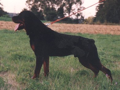 TORRO vom Zimmerplatz