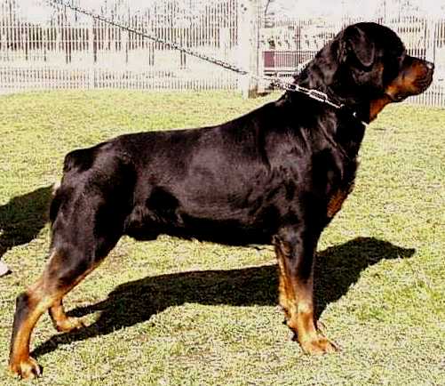 VULCAN von der Teufelsbrcke / www.rottweiler-france.com