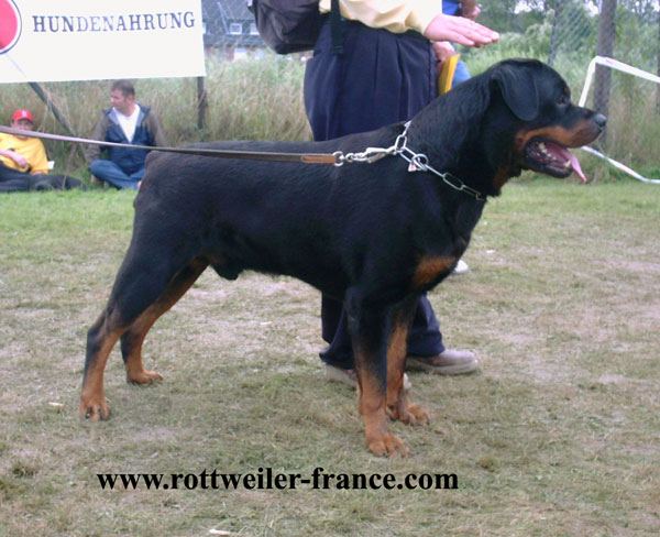 CONDOR von der Frankentanne : www.rottweiler-france.com