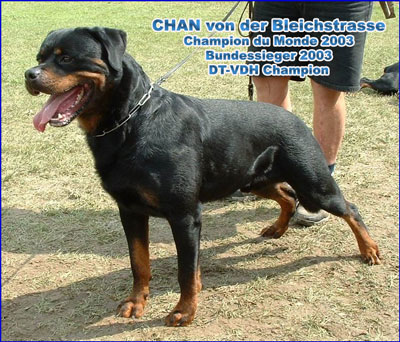 CHAN von der Bleichstrasse / www.rottweiler-france.com