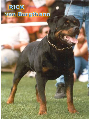 RICK von Burgthann / www.rottweiler-france.com