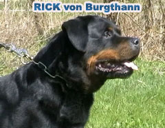 RICK von Burgthann, type en t�te.